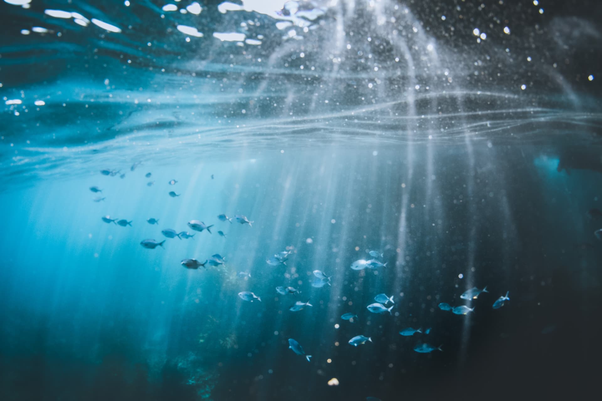 Webinar: Developing tools for multi-species fisheries management