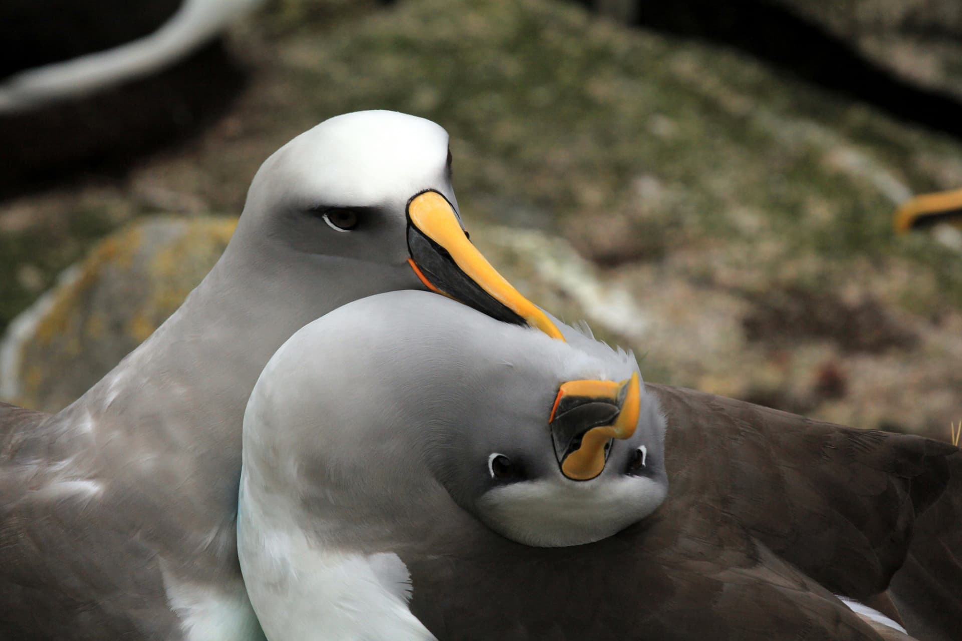 Defining marine habitat use by seabirds