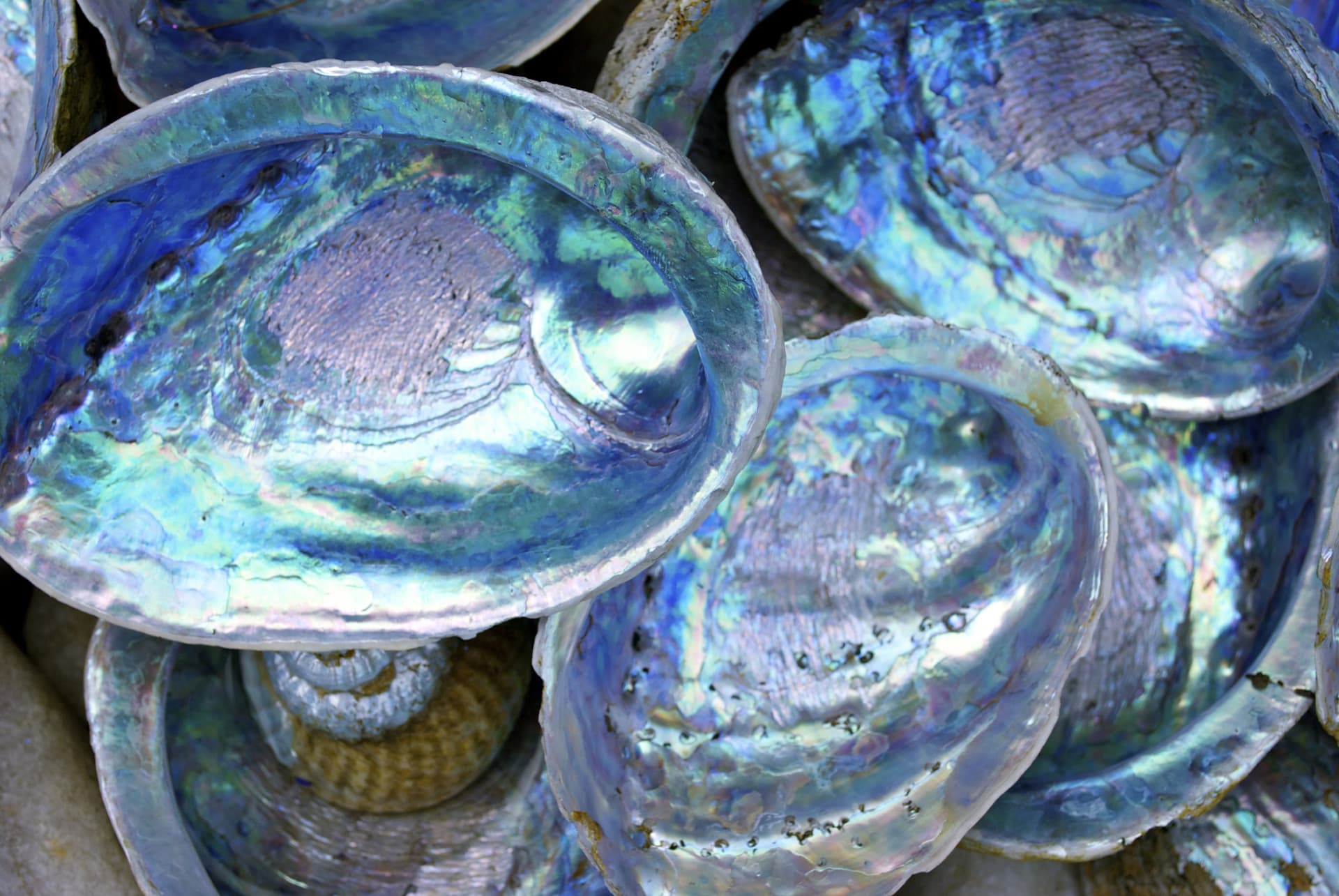 Webinar: Resilience of pāua fisheries to environmental change