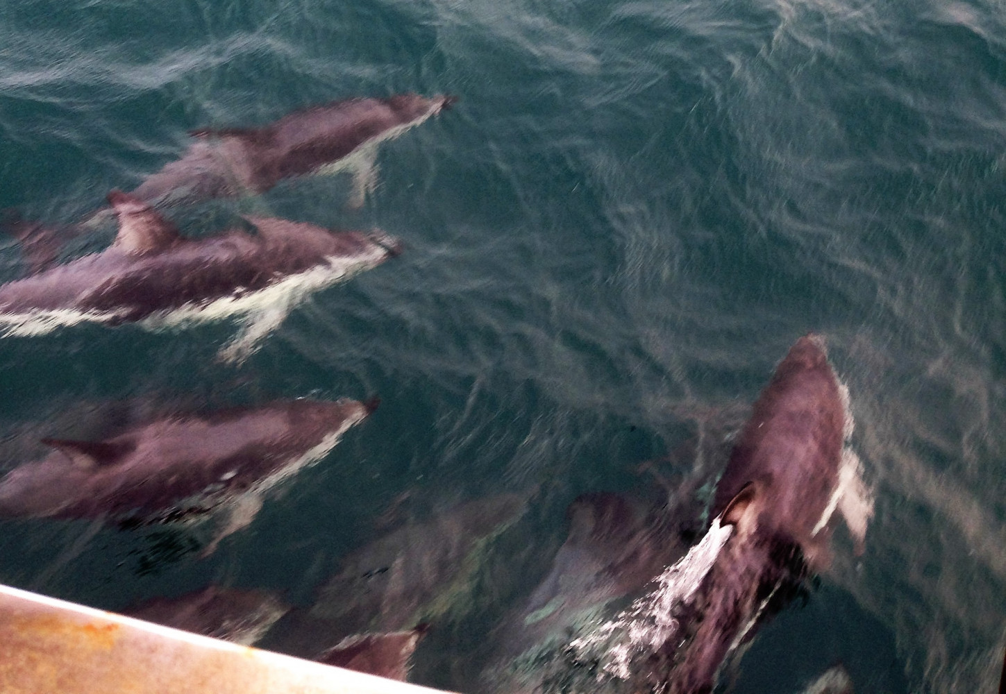 IMG 5648 Day2 common dolphins CROP