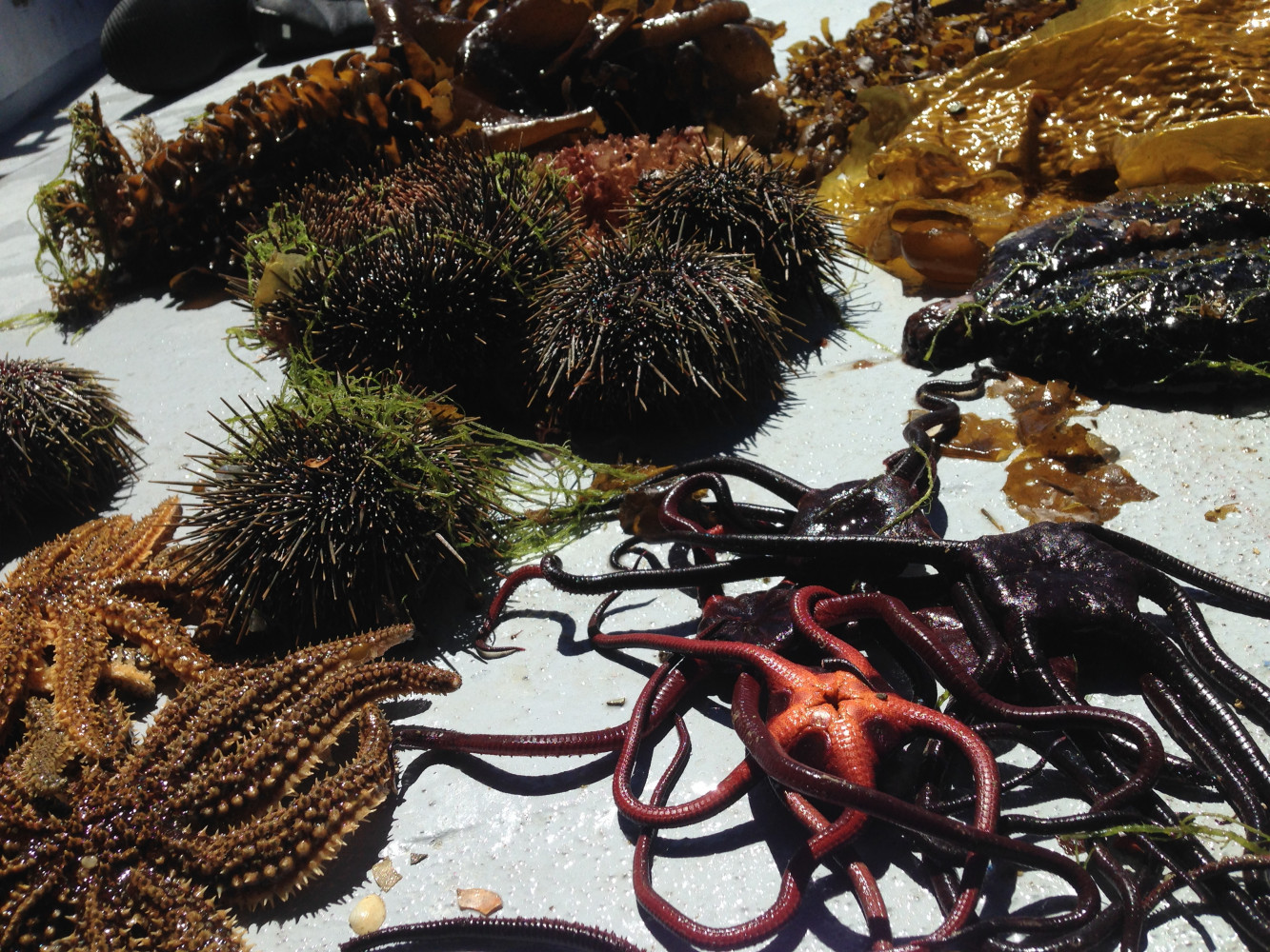 IMG 5820 Day5 Invertebrates and kelp collected on the dive