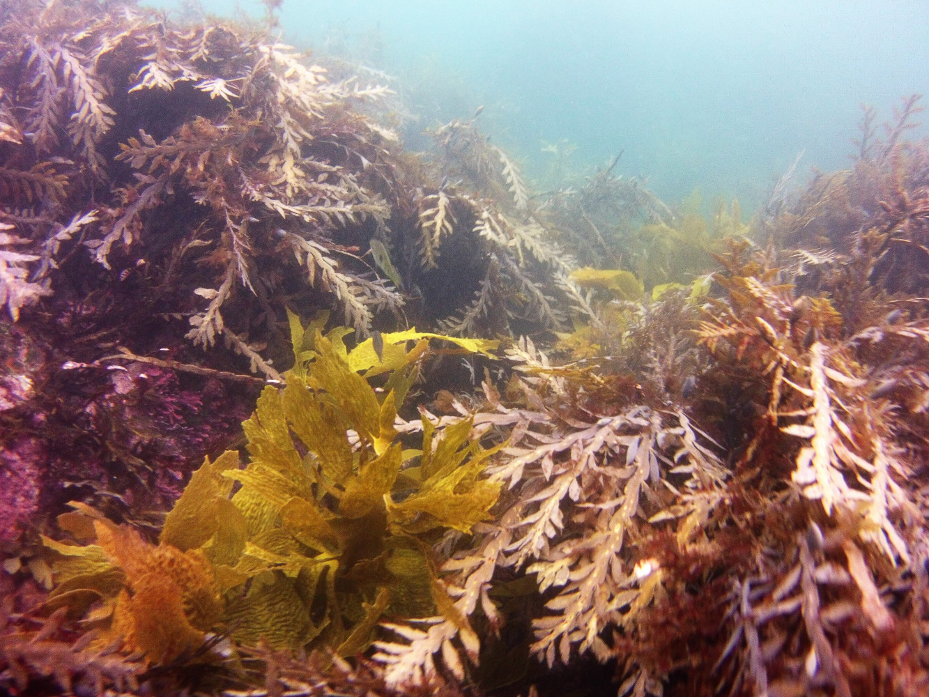 MICR0021 day6 Ecklonia radiata surrounded by Carpophyllum sp 2