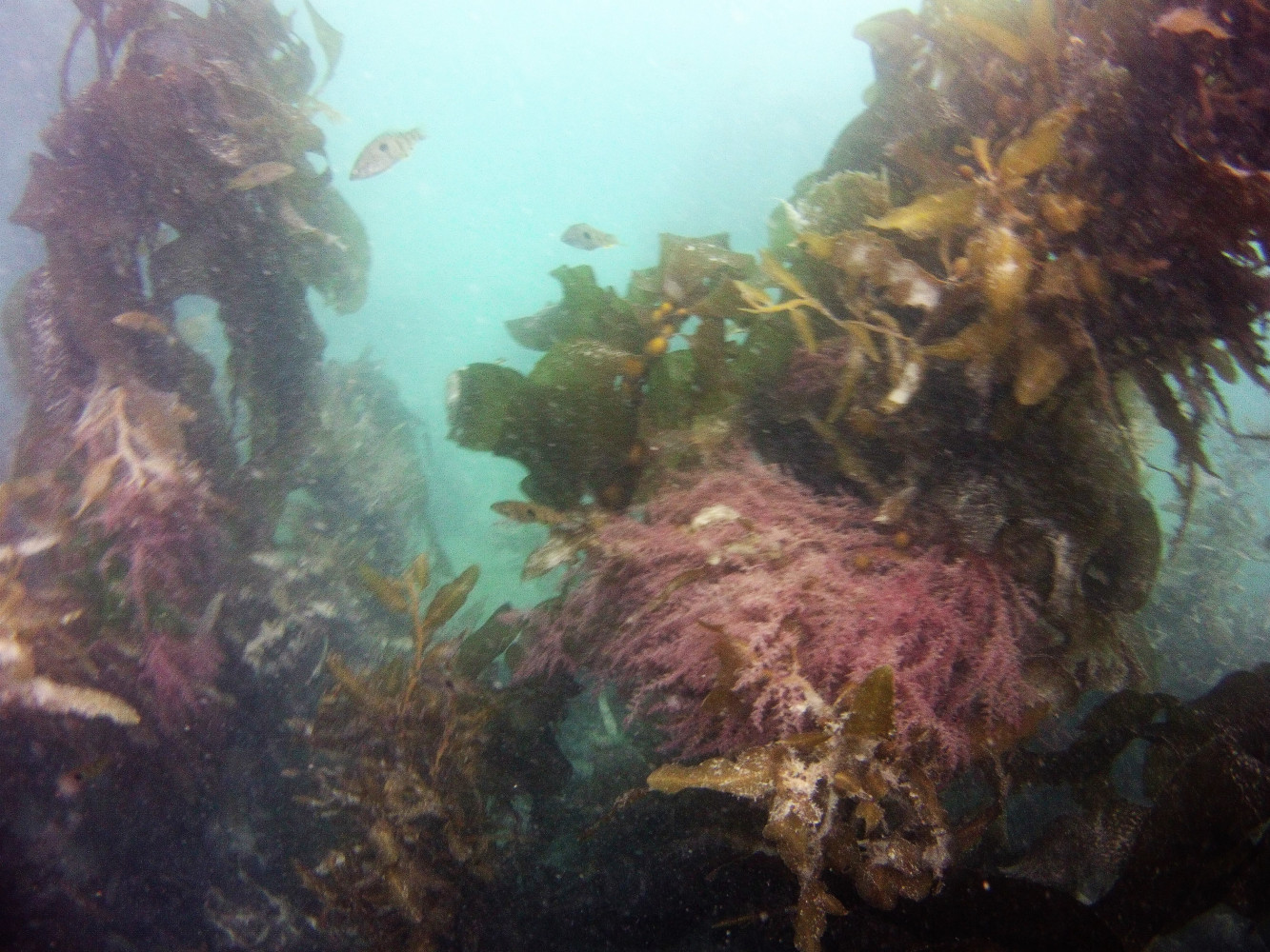 MICR0035 day4 spotties in kelp forest