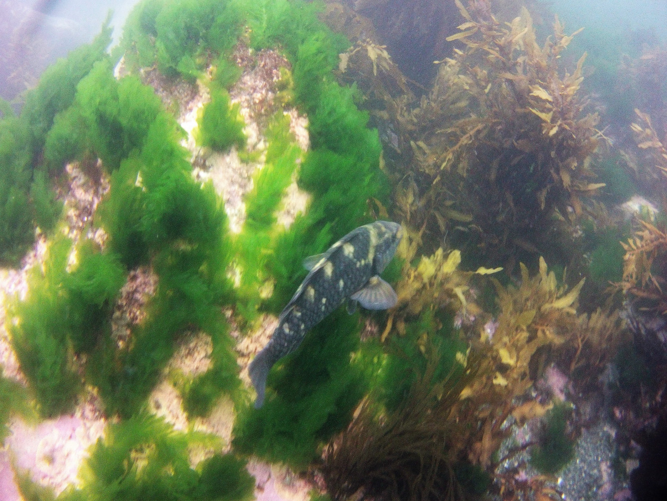 MICR0080 Day6 banded wrasse