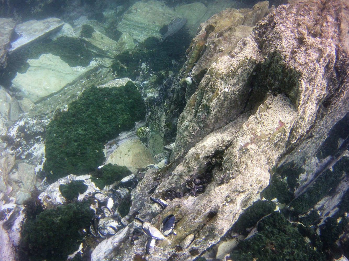 MICR0168 day7 a well camouflaged marble fish