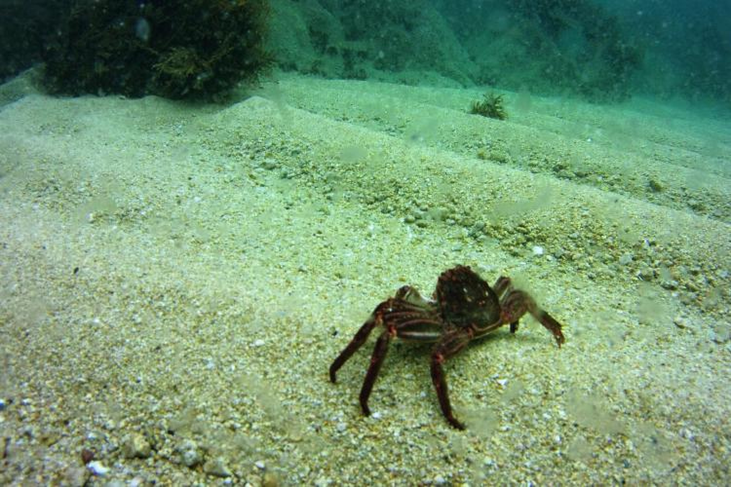 MICR0005 1 day13 crab in the shallows around Anapai point