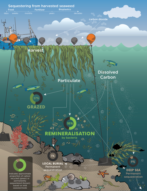 Pathways of carbon flow from seaweed aquaculture based on measurements and calculations of carbon sequestration pathways in wild seaweed beds