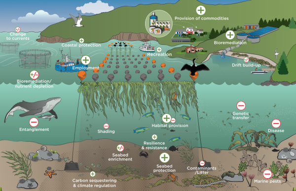Potential ecosystem services and negative environmental effects associated with seaweed aquaculture in subtidal environments; the likely degree of effect is indicated by large or small ‘-‘ or ‘+’ symbols