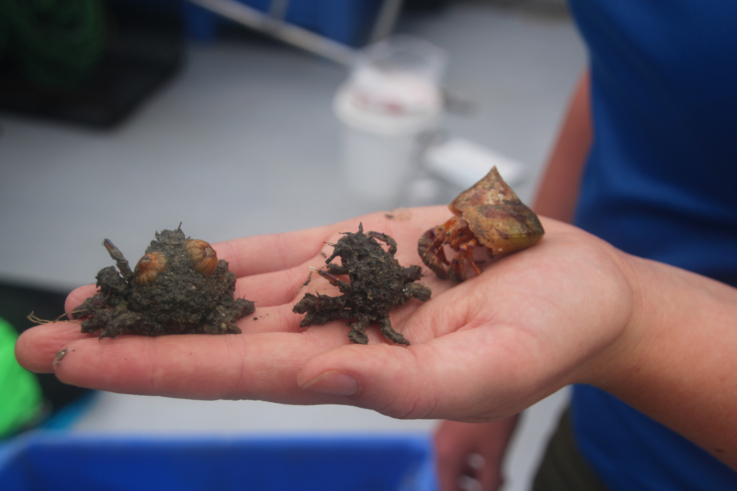 IMG 3300 Alex holding 2 camouflage crabs and hermit crab from dredge sample