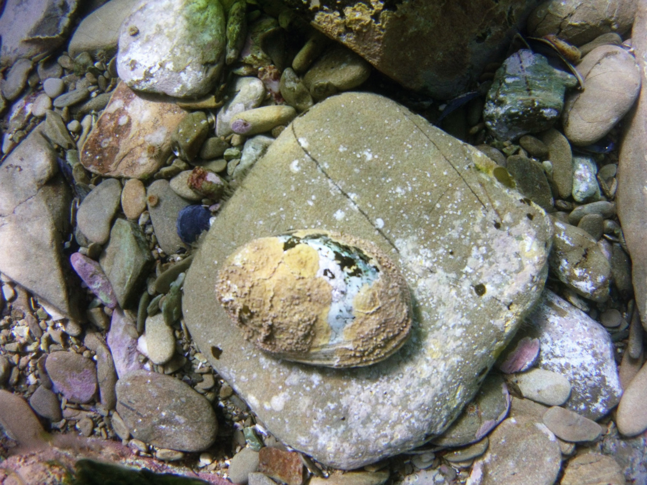 MICR0105 day7 paua on rubble