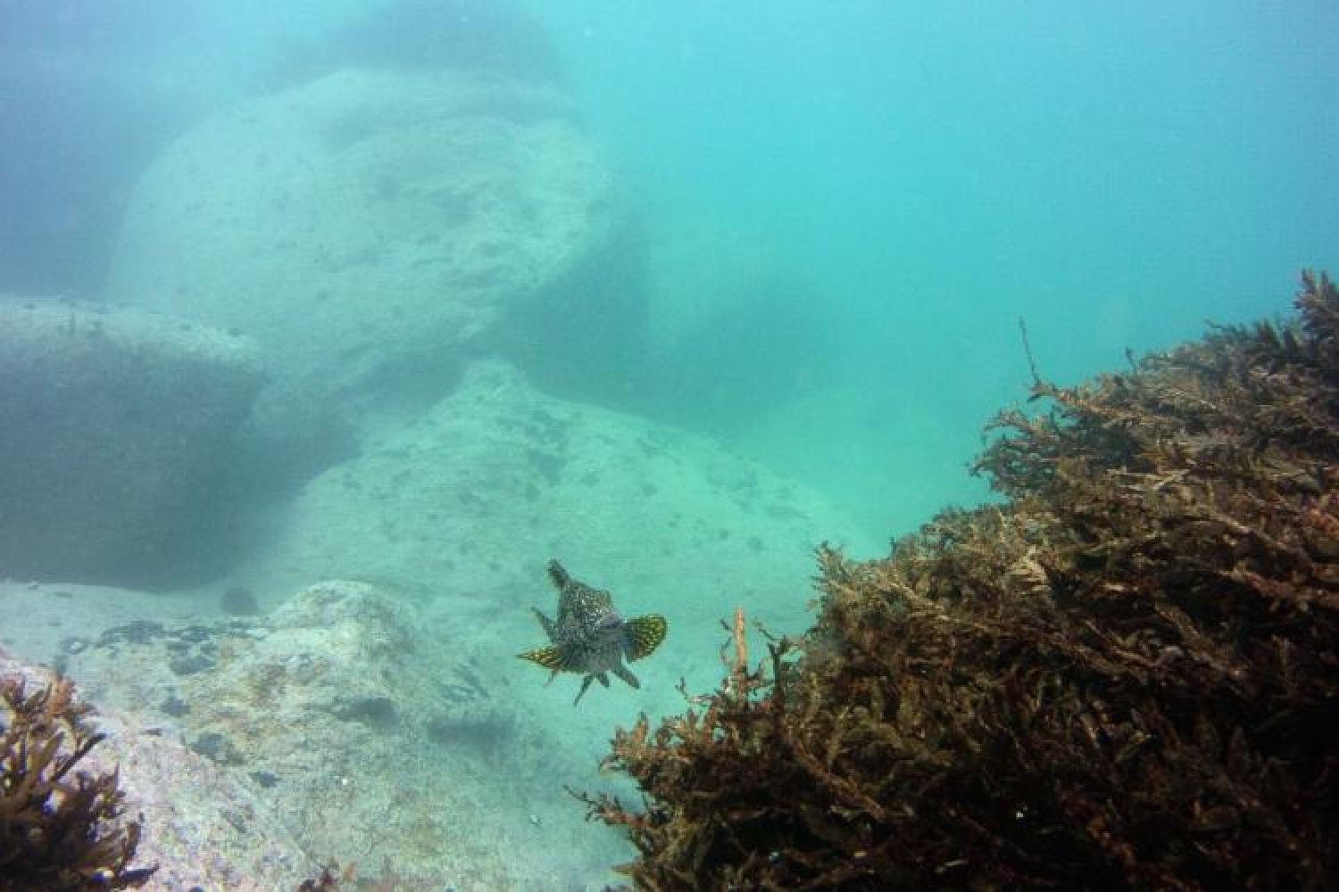 MICR0070 day12 A marblefish floats above the kelp