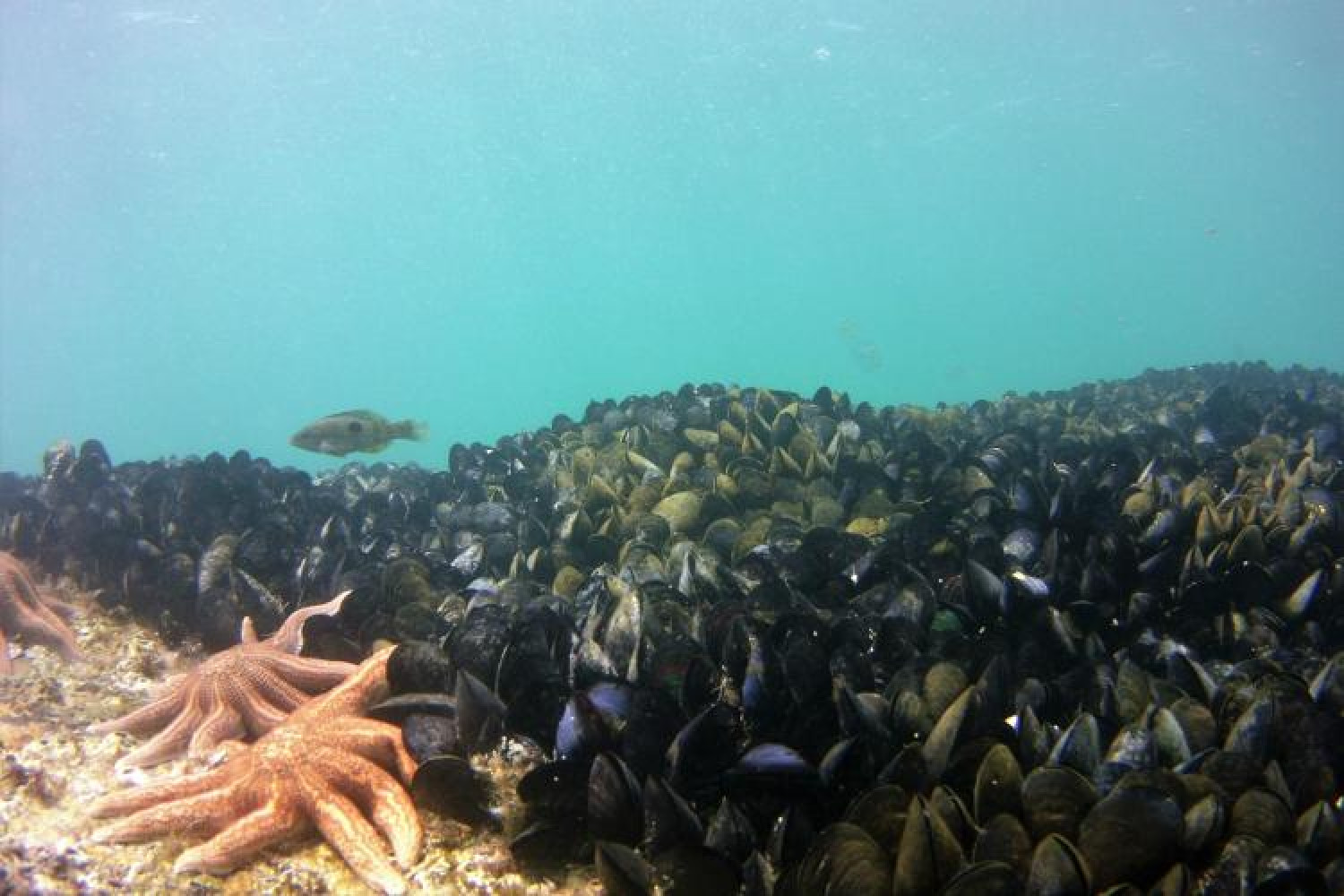 MICR0090 day12 Mussel beds at Tonga Island CROP