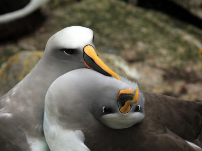 Defining marine habitat use by seabirds