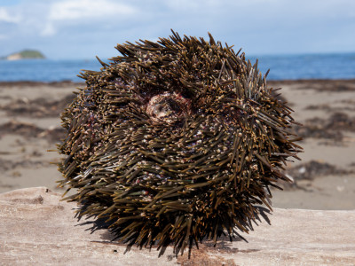 Huataukīna tō iwi e: Developing marine bioactives from kina