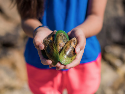 Ocean acidification mitigation strategies for the mussel industry