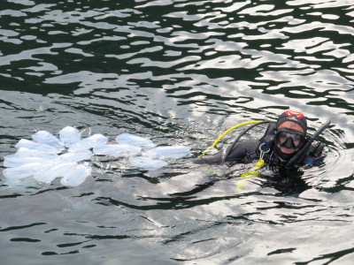 Quantifying marine biodiversity using environmental DNA