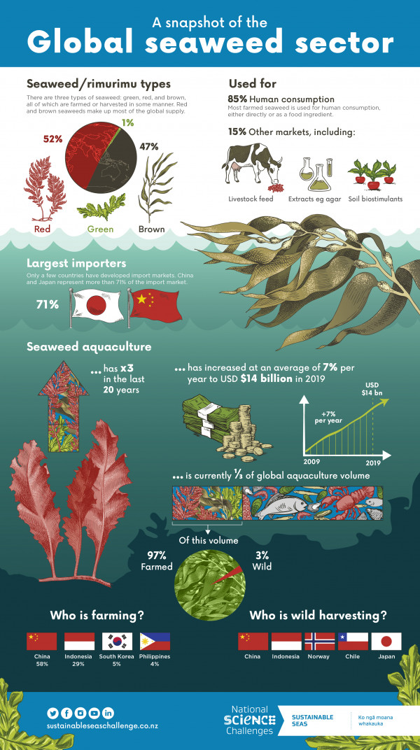 Infographic about the global seaweed sector